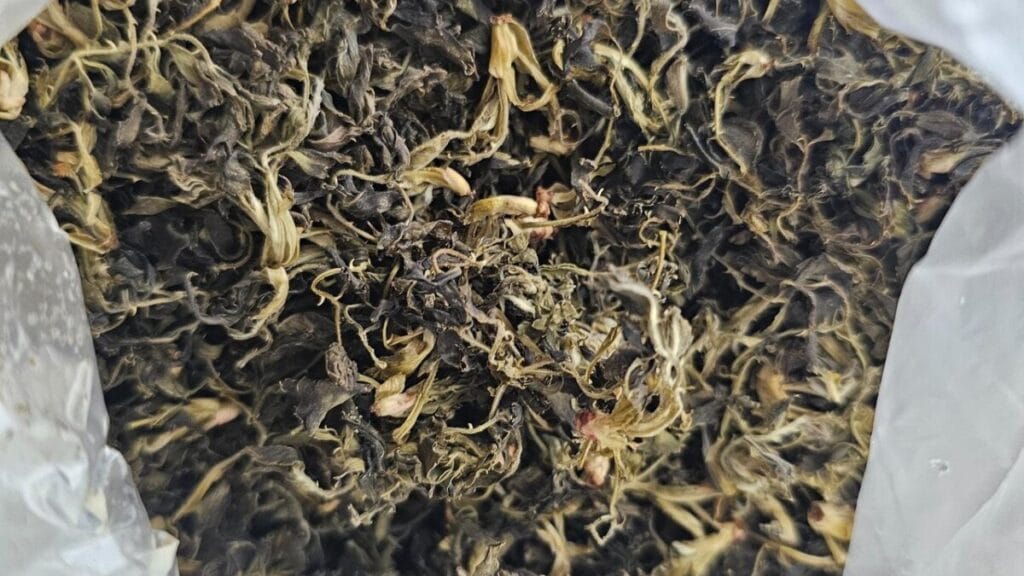 건조 식품 권연벌레 발생 환경