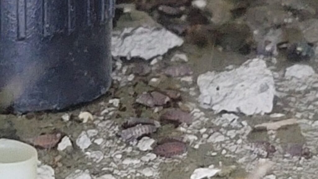 쓰레기 주변 파리 발생 환경