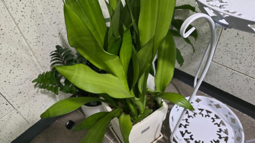 화분 흙 속 뿌리파리 서식 환경