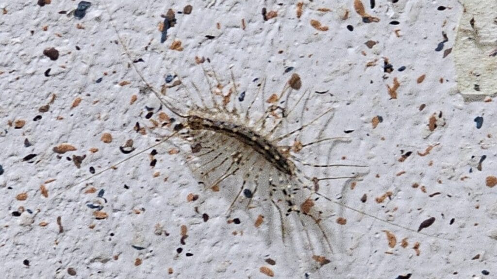 그리마 해충 근접 모습