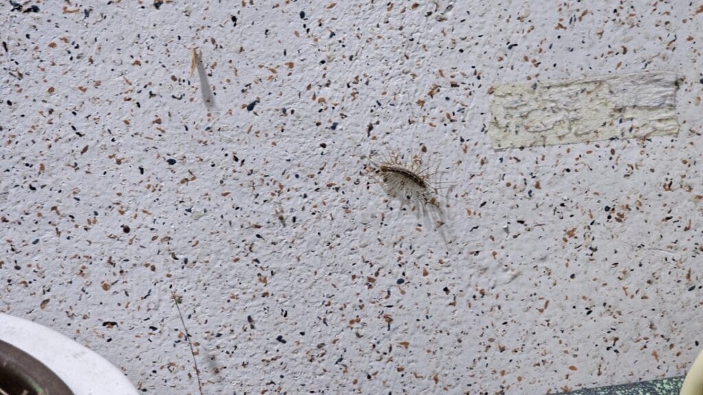 온크린 그리마 방역 작업