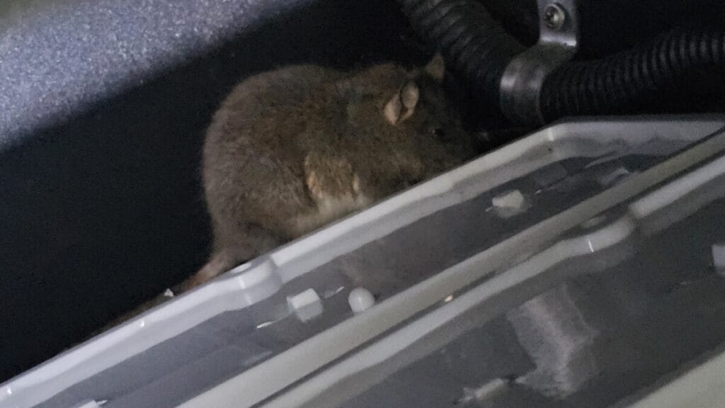 천장 내부 쥐 서식 환경