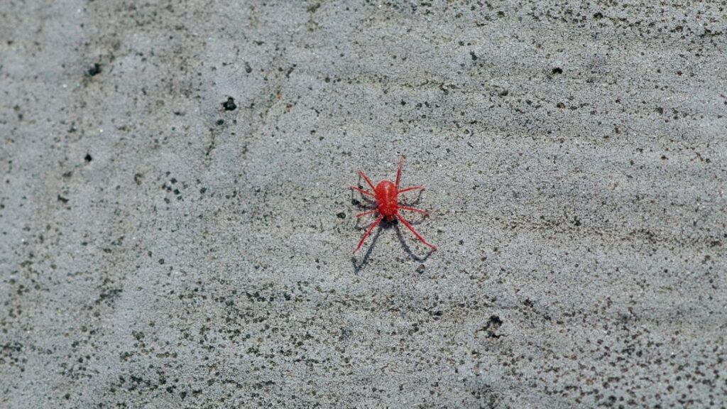 빨간진드기 다카라다니 발생 모습