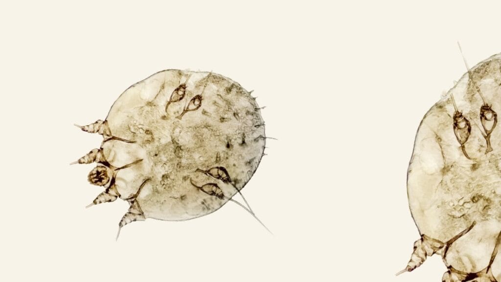 온크린 옴진드기 방역 작업