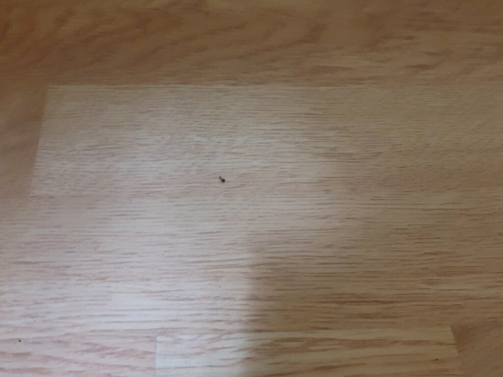 인천 오피스텔 방바닥에서 발견된 바퀴벌레 새끼
